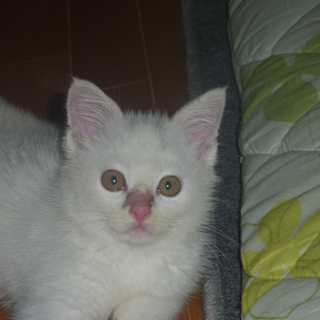 生後二ヶ月の子猫の里親募集