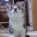 キジトラ×白 子猫 ♀  里親さん募集