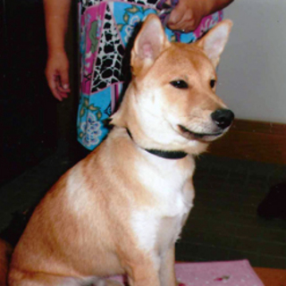 里親さん急募！！！