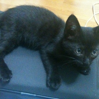 真っ黒な仔猫！