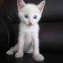 里親募集　　２ヶ月の男の子　シロネコ大ちゃん