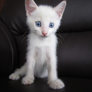 里親募集　　２ヶ月の男の子　シロネコ大ちゃん