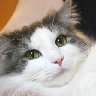 ノルの里親さん募集！