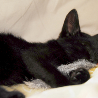 黒小猫さん里親募集