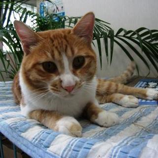 茶トラのきじ太郎