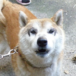 迷子犬　京都南インター付近