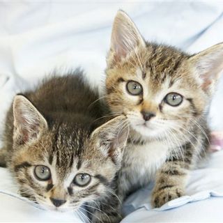 さば君とあじ君