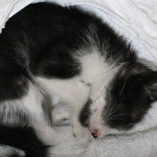 人なつっこい子猫