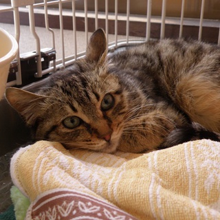 キジトラ男の子白血病キャリア「兄」くん