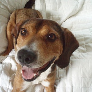 ミックス、♂、推定5歳、体重19Kg、保護場所：東京都目黒区