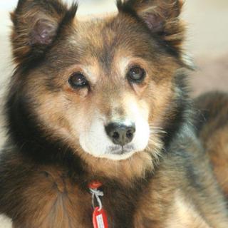 ミックス、♀、推定9歳、体重11kg、保護場所：東京都世田谷区