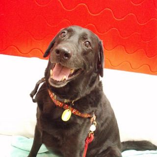 ラブラドールレトリバー、♂、11歳、体重31kg、保護場所：東京都江東区