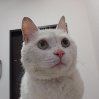 とても性格がいい子です。