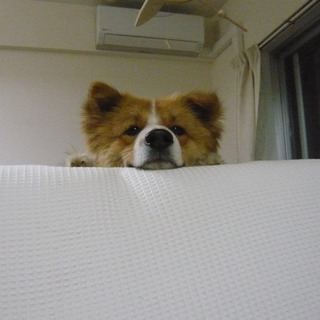 ミックス　推定３才オス　里親さん募集です