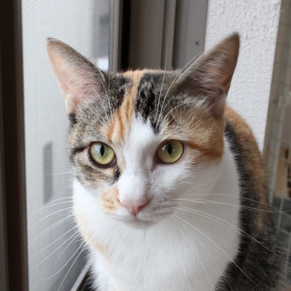 里親さん募集です。