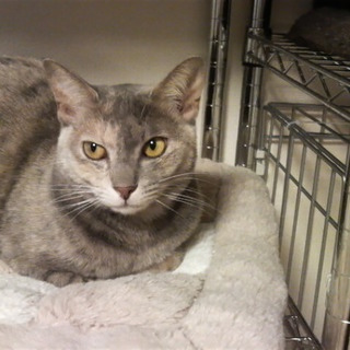 里親さん募集です。