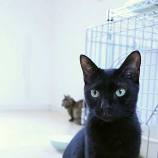 里親さん募集です。