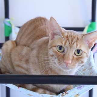 里親さん募集です。