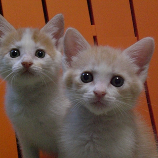 船橋市より仲良し兄弟