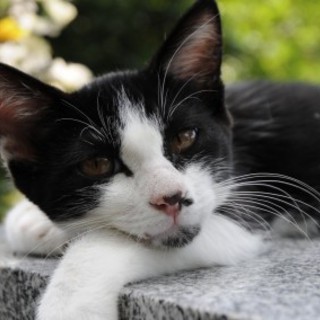 公園より里親様募集