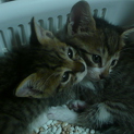 かわいい子猫の兄弟2匹