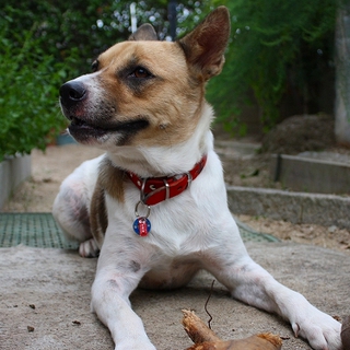１歳の元気な男の子・里親さん募集！