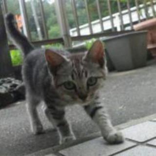 大切にしてくれる里親さん募集！！