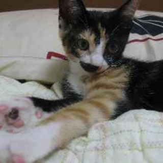 かわいい子猫４匹の里親さん募集！