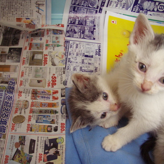 猫　里親緊急募集