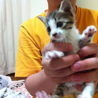 子猫の里親探しています。