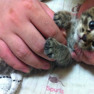 子猫の里親募集！