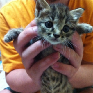 子猫の里親募集してます。