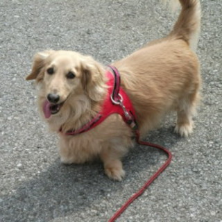 ラフ〇ダックス♂〇８歳〇関東