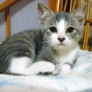 里親さんが見つかりました。