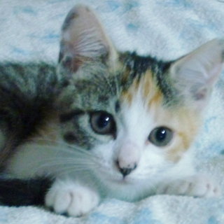 里親さんが見つかりました。