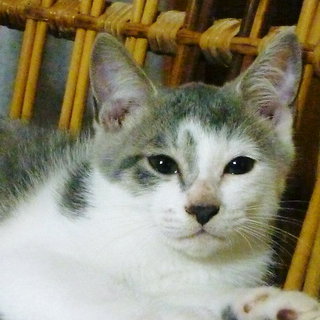 里親さんが見つかりました。