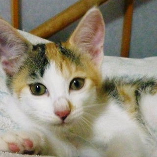 里親さんが見つかりました。