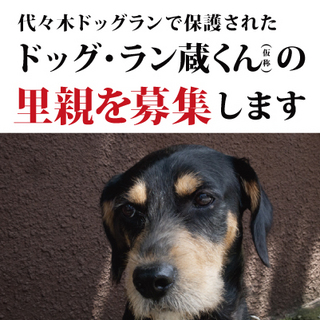 代々木公園ドッグランにいた迷子です。