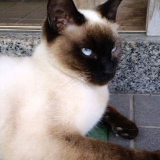 猫をかわいがってくださる方、急募！！