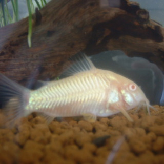 白コリドラス30匹前後（幼魚）