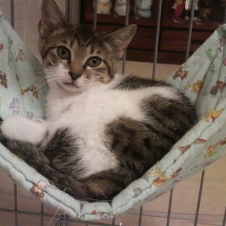 里親さん募集です。