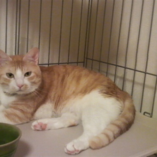 里親さん募集です。