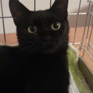 里親さん募集です。