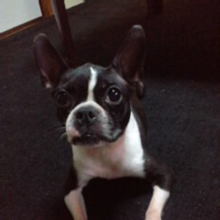 ボストンテリア6歳メスと4歳メス