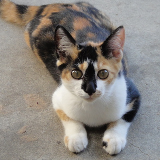 三毛猫の仔猫です