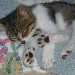 かわいい子ネコです！