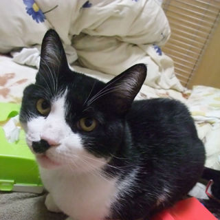 【ダニー】オス、雑種、去勢済み【里親募集！】