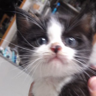 ソックス君里親募集！