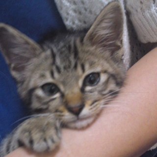 美猫キト君の里親募集中！