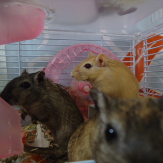 スナねずみ飼ってください！